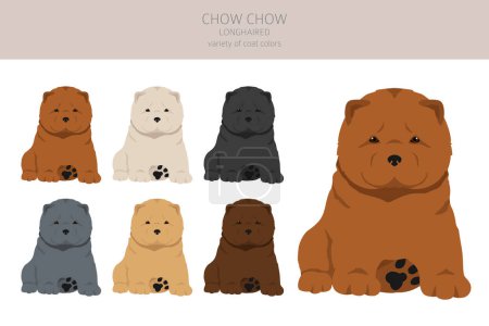 Téléchargez les illustrations : Chow chow chiots à poils longs variété clipart. Différentes poses, couleurs de manteau réglées. Illustration vectorielle - en licence libre de droit