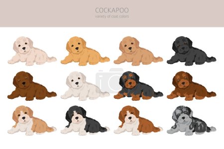 Illustration for Cockapoo mix breed puppies clipart. Different poses, coat colors set.  Vector illustration - Royalty Free Image