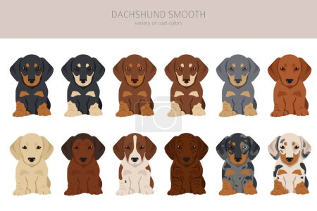 Dachshund cachorros de pelo corto clipart. Distintas poses, colores del abrigo establecidos. Ilustración vectorial