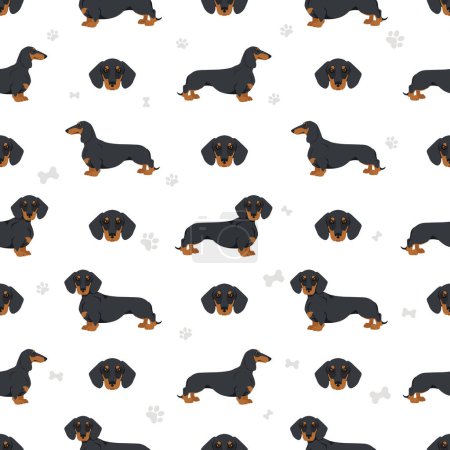 Illustration for Dachshund short haired seamless. Different poses, coat colors set.  Vector illustration - Royalty Free Image