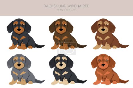 Illustration for Dachshund wire haired puppies clipart. Different poses, coat colors set.  Vector illustration - Royalty Free Image
