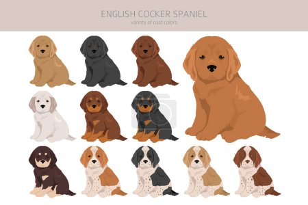 Illustration for English cocker spaniel puppies clipart. Different poses, coat colors set.  Vector illustration - Royalty Free Image