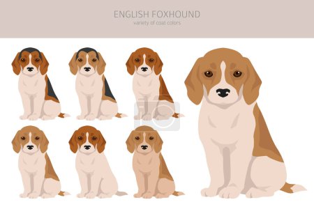 Ilustración de Clipart inglés de foxhound. Distintas poses, colores del abrigo establecidos. Ilustración vectorial - Imagen libre de derechos