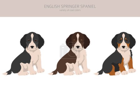 Illustration for English springer spaniel puppies clipart. Different poses, coat colors set.  Vector illustration - Royalty Free Image