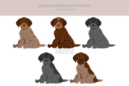 Deutsche drahthaarige Pointer-Welpen schneiden ab. Verschiedene Posen, festgelegte Fellfarben. Vektorillustration