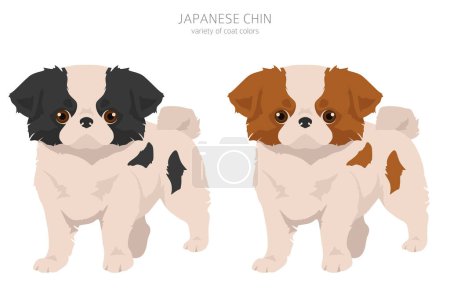 Japanese chin pups clipart. Different poses, coat colors set.  Vector illustration