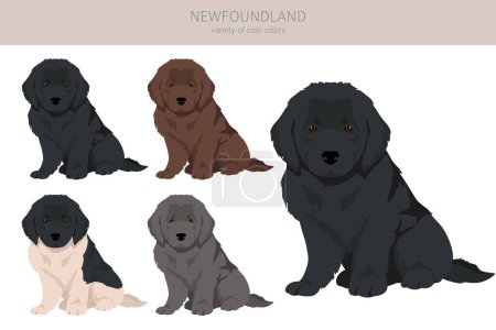 Illustration for Newfoundland puppies clipart. Different poses, coat colors set.  Vector illustration - Royalty Free Image