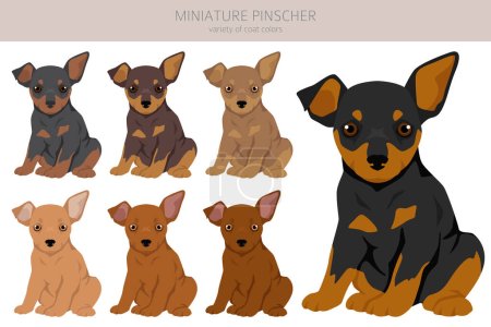 Illustration for Miniature pinscher puppies clipart. Different poses, coat colors set.  Vector illustration - Royalty Free Image