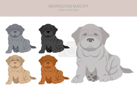 Illustration for Neapolitan Mastiff, Mastino Neapolitano puppies clipart. Different poses, coat colors set.  Vector illustration - Royalty Free Image
