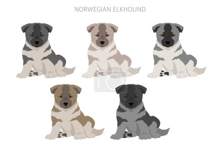Norwegian elkhound puppies clipart. Different poses, coat colors set.  Vector illustration