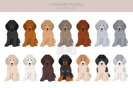 Ilustración de Clipart de cachorros de caniche estándar. Distintas poses, colores del abrigo establecidos. Ilustración vectorial - Imagen libre de derechos