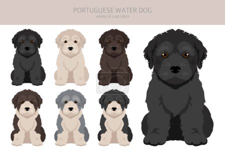 Illustration for Portuguese water dog puppies clipart. Different poses, coat colors set.  Vector illustration - Royalty Free Image