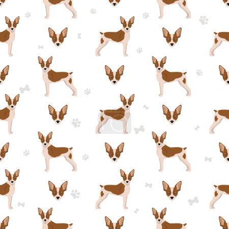 Illustration for Rat terrier seamless pattern. Different poses, coat colors set.  Vector illustration - Royalty Free Image