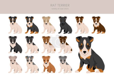 Illustration for Rat terrier puppies clipart. Different poses, coat colors set.  Vector illustration - Royalty Free Image