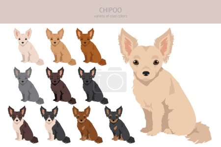 Chipoo clipart. Chihuahua Poodle mix. Different coat colors set.  Vector illustration