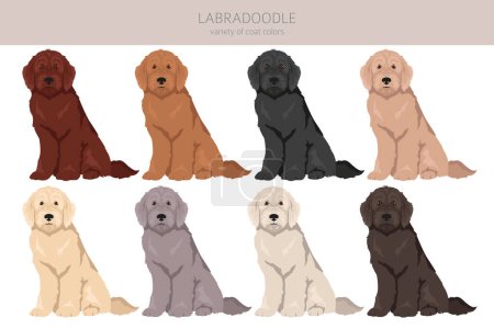 Illustration for Labradoodle clipart. Different poses, coat colors set.  Vector illustration - Royalty Free Image