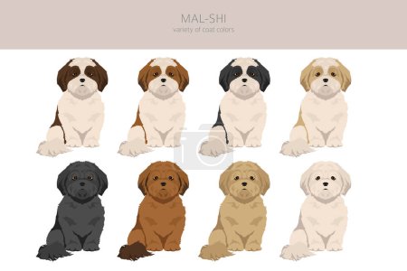 Illustration for Mal-Shi clipart. Maltese Shih-Tzu mix. Different coat colors set.  Vector illustration - Royalty Free Image