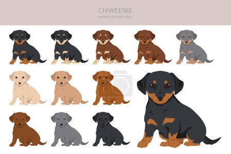 Chiweenie clipart. Chihuahua Dachshund mix. Different coat colors set.  Vector illustration