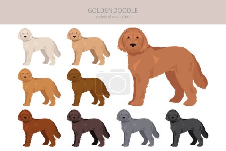 Goldendoodle clipart. Golden retriever Poodle mix. Different coat colors set.  Vector illustration