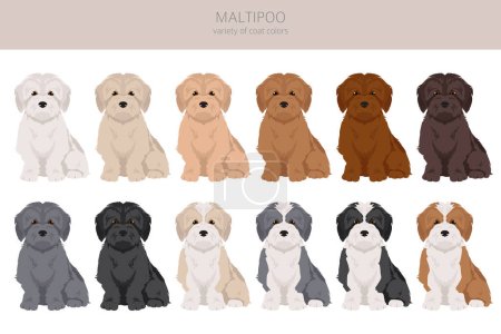 Illustration for Maltipoo clipart. Maltese Poodle mix. Different coat colors set.  Vector illustration - Royalty Free Image