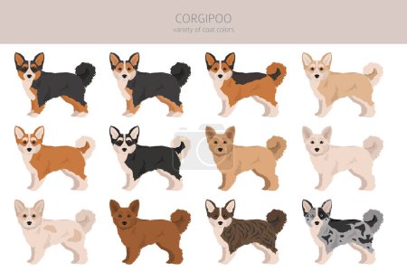 Illustration for Corgipoo clipart. Welsh corgi Poodle mix. Different coat colors set.  Vector illustration - Royalty Free Image