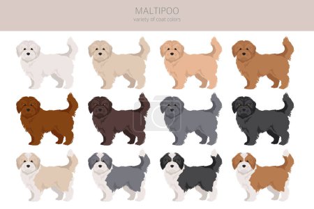 Illustration for Maltipoo clipart. Maltese Poodle mix. Different coat colors set.  Vector illustration - Royalty Free Image