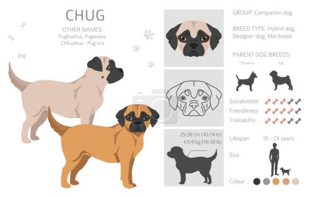 Ilustración de Chug clipart. Mezcla de Chihuahua Pug. Conjunto de diferentes colores de capa. Ilustración vectorial - Imagen libre de derechos
