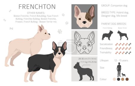 Illustration for Frenchton clipart. French bulldog Boston terrier mix. Different coat colors set.  Vector illustration - Royalty Free Image