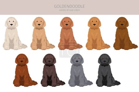 Goldendoodle clipart. Mezcla Golden retriever Poodle. Conjunto de diferentes colores de capa. Ilustración vectorial