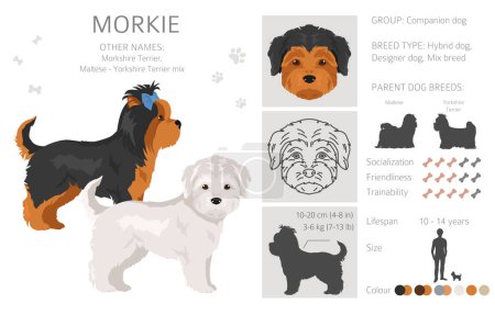 Téléchargez les photos : Clipart Morkie. Maltais Yorkshire terrier mix. Différentes couleurs de manteau ensemble. Illustration vectorielle - en image libre de droit