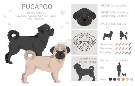Pugapoo clipart. Pug Poodle mix. Different coat colors set.  Vector illustration