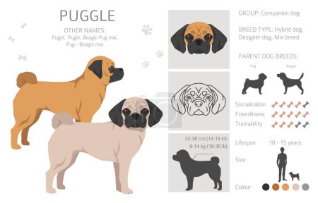 Téléchargez les illustrations : Clipart de Puggle. Pug beagle mix. Différentes couleurs de manteau ensemble. Illustration vectorielle - en licence libre de droit