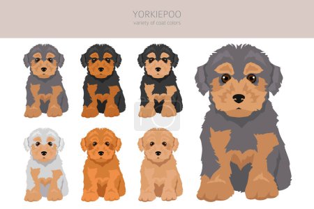 Illustration for Yorkiepoo clipart. Yorkshire terrier Poodle mix. Different coat colors set.  Vector illustration - Royalty Free Image