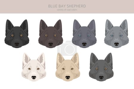 Illustration for Blue Bay Shepherd clipart. Blue Shepherd wolf dog mix. Different coat colors set.  Vector illustration - Royalty Free Image