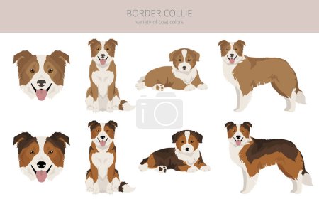 Illustration for Border collie dog clipart. All coat colors set.  All dog breeds characteristics infographic. Vector illustration - Royalty Free Image