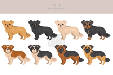 Illustration for Cheeks clipart. Chihuahua Pekingese mix. Different coat colors set.  Vector illustration - Royalty Free Image