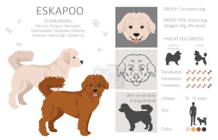Illustration for Eskapoo clipart. Eskimo dog Poodle mix. Different coat colors set.  Vector illustration - Royalty Free Image