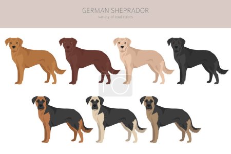 German Sheprador clipart. German Shepherd Labrador retriever mix. Different coat colors set.  Vector illustration