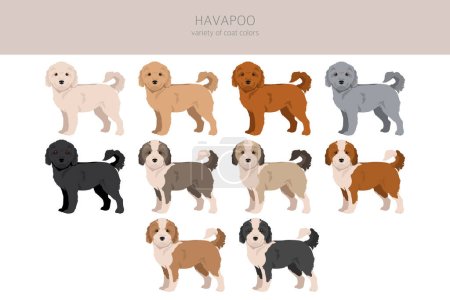 Clipart Havapoo. Havanese Poodle mix. Différentes couleurs de manteau ensemble. Illustration vectorielle