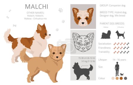 Illustration for Malchi clipart. Maltese Chihuahua mix. Different coat colors set.  Vector illustration - Royalty Free Image