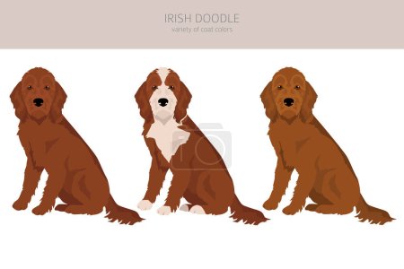 Illustration for Irishdoodle clipart. Irish Setter Poodle mix. Different coat colors set.  Vector illustration - Royalty Free Image