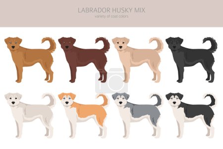 Illustration for Labrador Husky mix clipart. Labrador Retriever Siberian Husky mix. Different coat colors set.  Vector illustration - Royalty Free Image