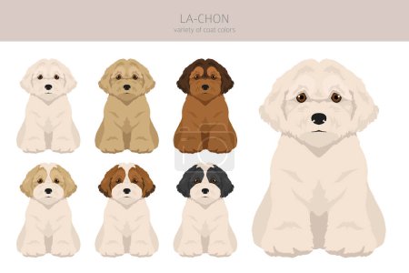Illustration for La-Chon clipart. Lhasa Apso Bichon Frise mix. Different coat colors set.  Vector illustration - Royalty Free Image