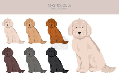 Mastidoodle clipart. Mastiff Poodle mix. Different coat colors set.  Vector illustration