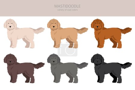 Illustration for Mastidoodle clipart. Mastiff Poodle mix. Different coat colors set.  Vector illustration - Royalty Free Image