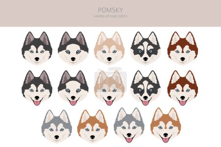 Illustration for Pomsky clipart. Pomeranian Husky mix. Different coat colors set.  Vector illustration - Royalty Free Image