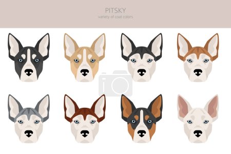Illustration for Pitsky clipart. Pit bull terrier Siberian Husky mix. Different coat colors set.  Vector illustration - Royalty Free Image