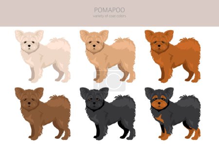 Illustration for Pomapoo clipart. Pomeranian Poodle mix. Different coat colors set.  Vector illustration - Royalty Free Image