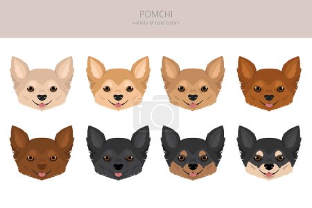 Illustration for Pomchi clipart. Pomeranian Chihuahua mix. Different coat colors set.  Vector illustration - Royalty Free Image