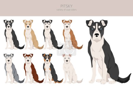 Illustration for Pitsky clipart. Pit bull terrier Siberian Husky mix. Different coat colors set.  Vector illustration - Royalty Free Image
